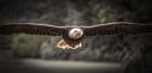 Sea Eagle Flight II Black & White