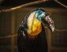 Toucan V