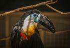 Toucan VI