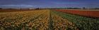 Tulip Field