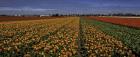 Tulip Field Crop