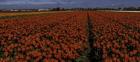 Tulip Field 2 Crop 2