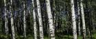 Birch Trees