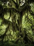 Mossy Tree