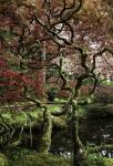 Japanese Garden Tree