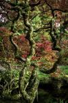 Japanese Garden Tree 2