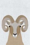 Bighorn Sheep