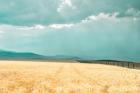 Harvest Shadow