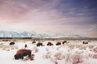 Herds of The Tetons