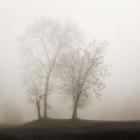 Four Trees in Fog