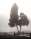 Cedar Tree and Fence