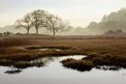 Island Oak Trees