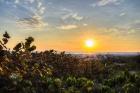 Sea Grapes at Sunset