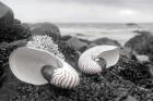 Crescent Beach Shells 2