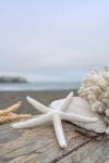 Crescent Beach Shells 14