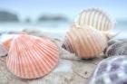 Crescent Beach Shells 10