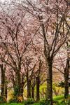 Cherries in Bloom