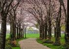 Cherry Blossom Path