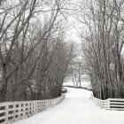 Country Lane in Winter