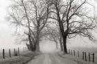 Sparks Lane, Late Autumn