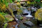 Mossy Stream