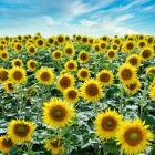 Cortona Sunflowers #2