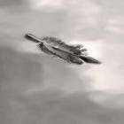 Feather on Liquid Sky