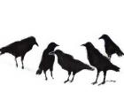 A Conspiracy of Ravens No. 2