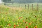 Flowers and Fence