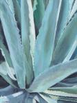 Blue Agave