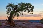 Ancient Tree