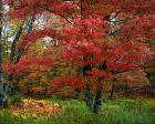 Catskill Maple