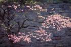 Dogwood in Pink