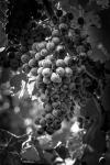 Fruit of The Vine