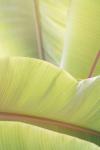 Palm Leaves No. 1