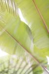Palm Leaves No. 2