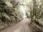 Lost Coast Road