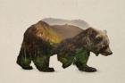 North American Brown Bear