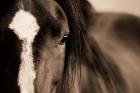 Dark Eyes