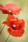 Papaver Passion