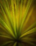 California Monocot