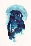 Midnight Owl