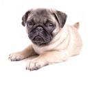 Cute Pug Puppy