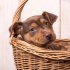 Puppy in a Basket