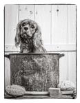 Vintage Puppy Bath