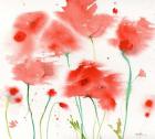 Poppy Reds
