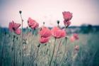 Pink Tulips