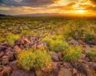 Brittlebush Sunset