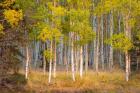 June Lake Aspen