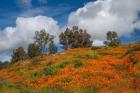 Poppies, Trees & Clouds